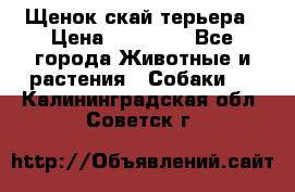 Щенок скай терьера › Цена ­ 20 000 - Все города Животные и растения » Собаки   . Калининградская обл.,Советск г.